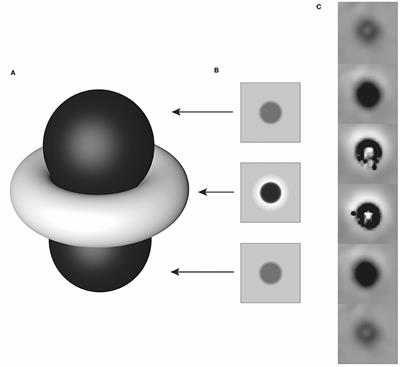 Intracranial Lesion Detection and Artifact Characterization: Comparative Study of Susceptibility and T2*-Weighted Imaging in Dogs and Cats